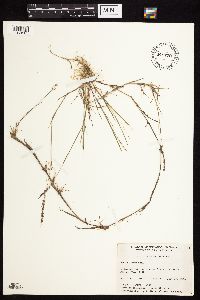 Agrostis stolonifera image