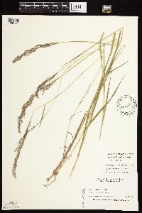 Agrostis gigantea image
