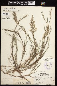 Agrostis stolonifera image