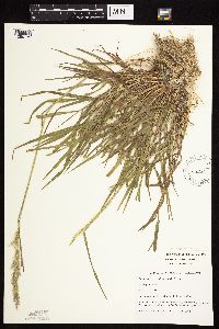 Agrostis stolonifera image