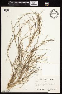 Agrostis stolonifera image