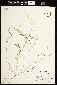 Agrostis gigantea image