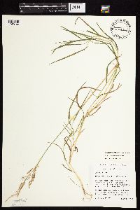 Agrostis stolonifera image