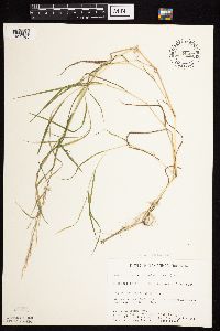Agrostis stolonifera image