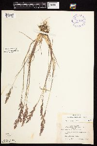Agrostis stolonifera image