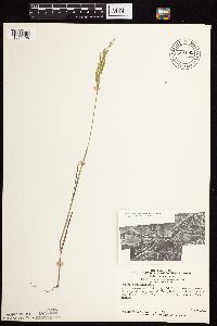 Agrostis gigantea image