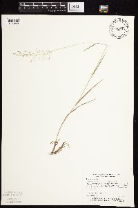 Agrostis gigantea image