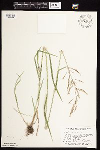 Agrostis gigantea image