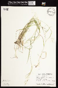 Agrostis gigantea image