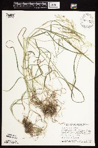 Agrostis stolonifera image