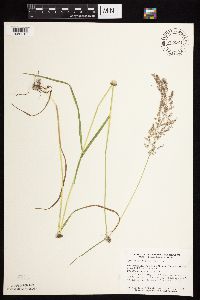 Agrostis gigantea image