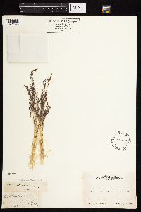 Agrostis variabilis image