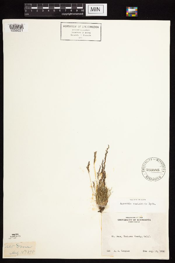 Agrostis variabilis image