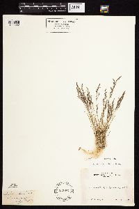 Agrostis variabilis image