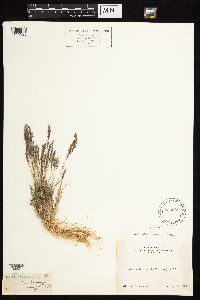 Agrostis variabilis image