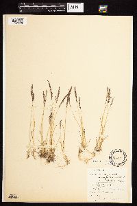 Media resource of Agrostis variabilis