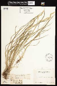 Alopecurus aequalis image