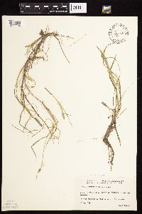 Alopecurus aequalis image