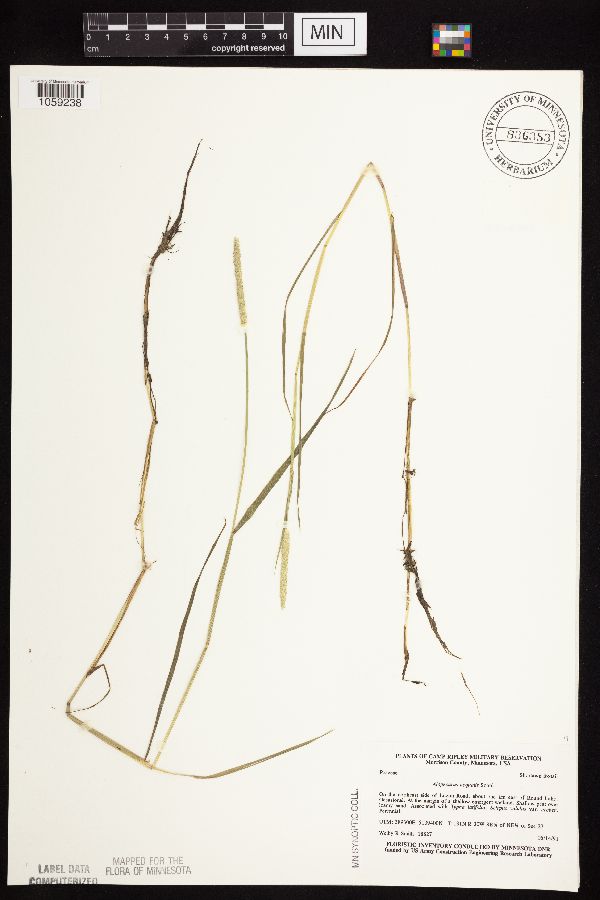 Alopecurus aequalis var. aequalis image