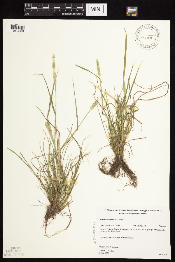 Alopecurus aequalis image