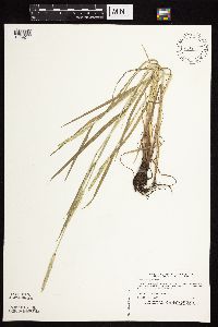 Alopecurus aequalis image