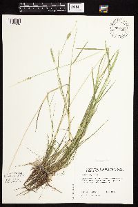 Alopecurus aequalis var. aequalis image