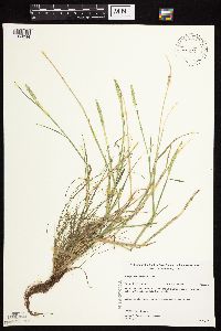 Alopecurus aequalis image