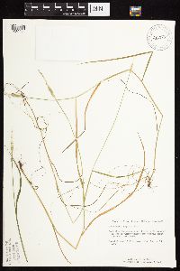 Alopecurus aequalis image