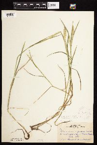 Alopecurus aequalis image