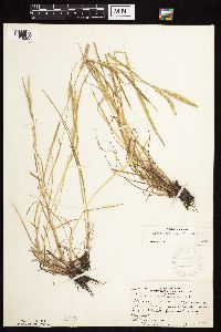 Alopecurus aequalis image