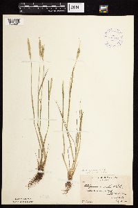 Alopecurus aequalis image