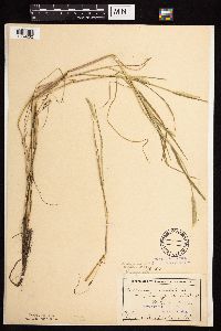 Alopecurus aequalis image