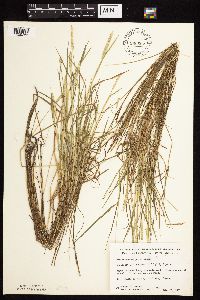 Alopecurus aequalis image