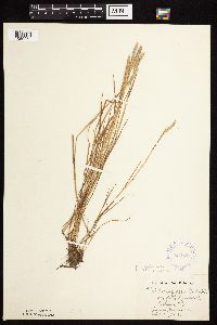 Alopecurus aequalis image