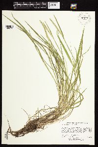 Alopecurus aequalis image