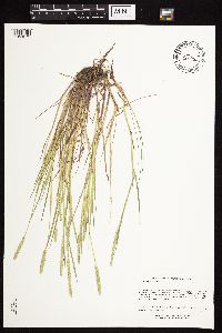 Alopecurus aequalis image