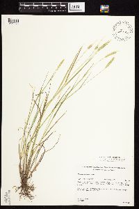 Alopecurus aequalis image