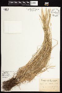 Alopecurus aequalis image