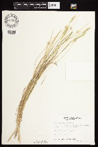 Alopecurus aequalis image