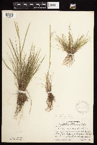 Alopecurus aequalis image