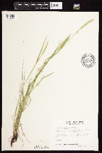 Alopecurus aequalis image