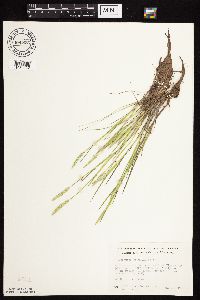 Alopecurus aequalis image