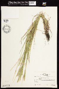 Alopecurus aequalis image