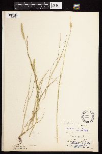 Alopecurus aequalis image