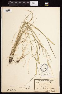 Alopecurus aequalis image