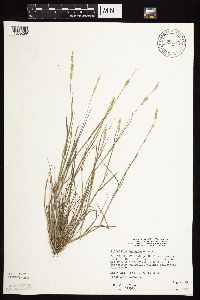 Alopecurus aequalis image