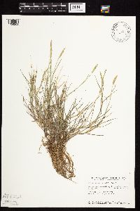 Alopecurus aequalis image