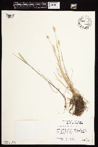 Alopecurus aequalis image