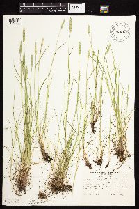 Alopecurus aequalis image