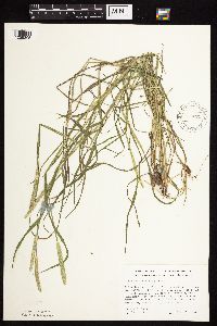 Alopecurus aequalis image